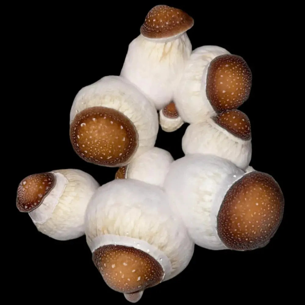 Squat Knot Mushroom. Mycotopia