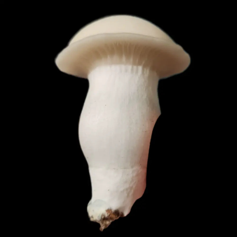 Sunny Side Up Mushroom. Mycotopia