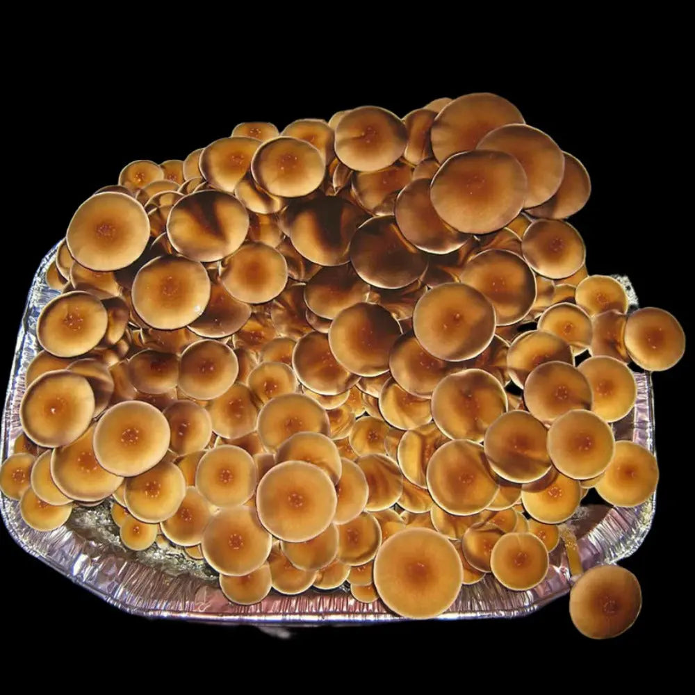 Syzygy Mushroom Mycotopia