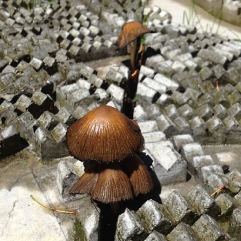 Angor Wat Thailand Mushroom Mycotopia