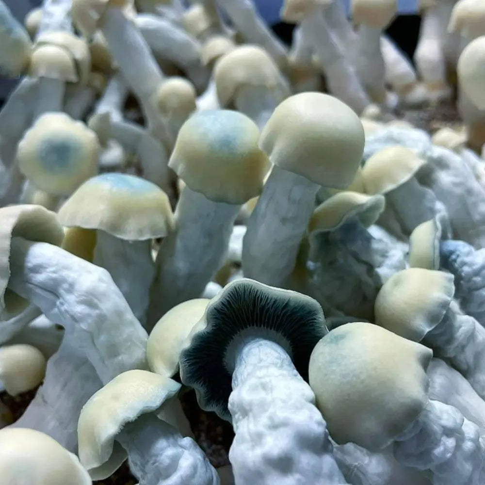 Octopus Mushroom. Mycotopia