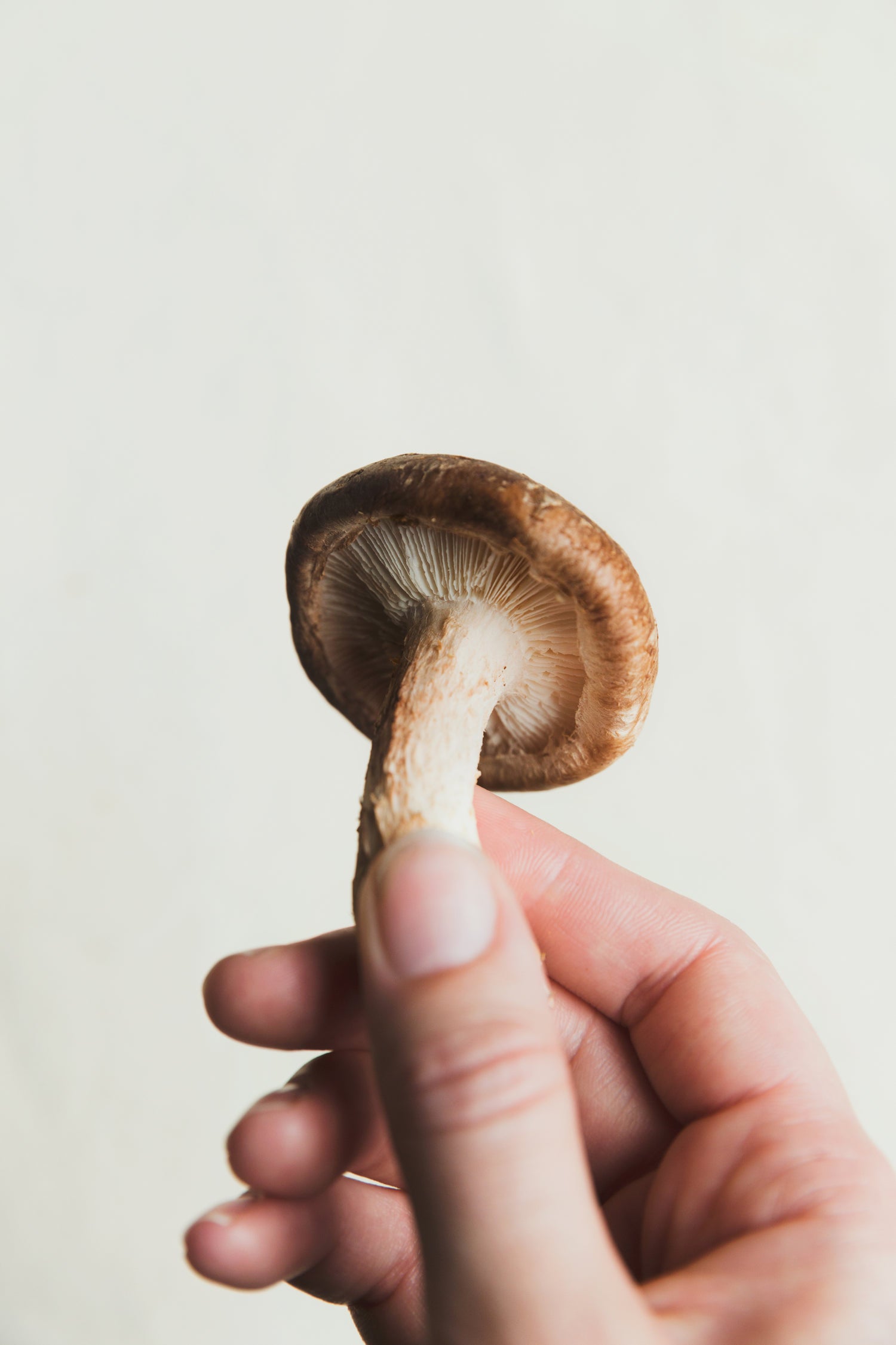 mushroom therapy for neuroproteciona and enhanced cognition