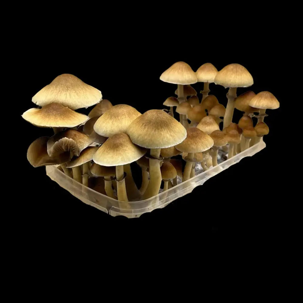 Golden Emporer Mushroom  Mycotopia