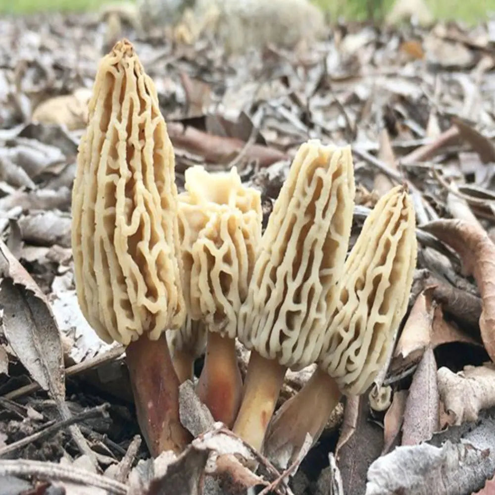 Blushing Morel Mushroom  Mycotopia