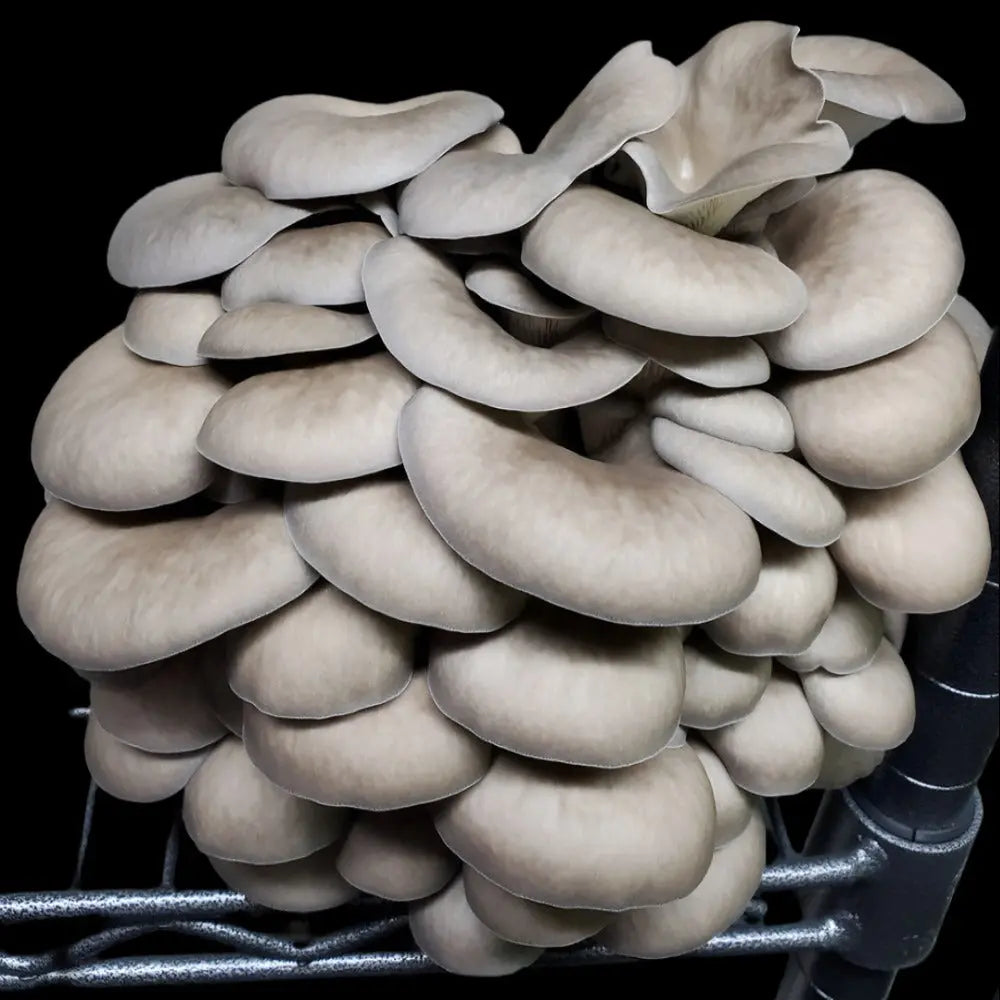 Grey Dove Oyster Mushroom  Mycotopia