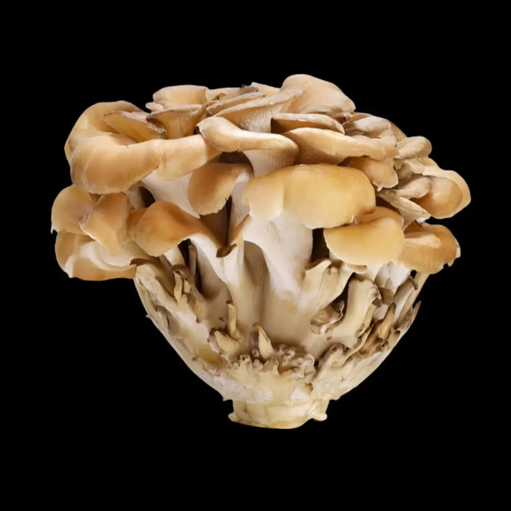 Maitake Mushroom  Mycotopia