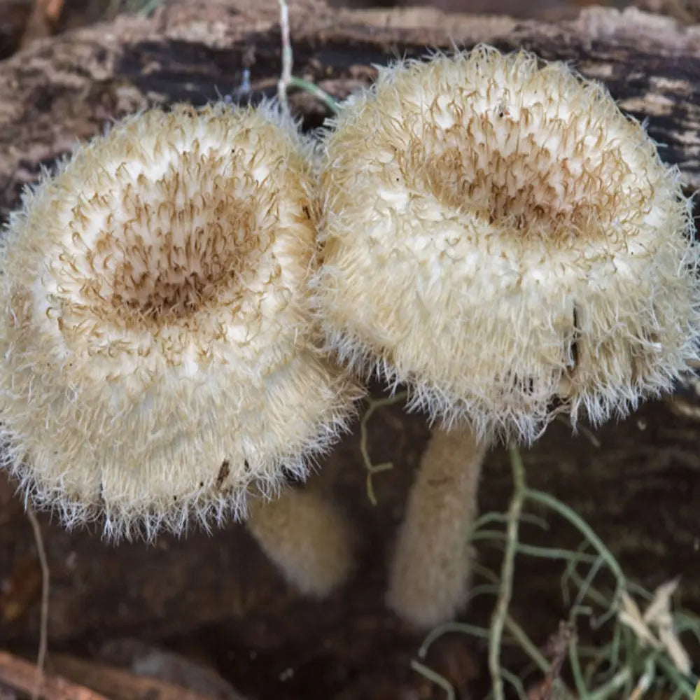 Fringed Sawgill Mushroom.  Mycotopia