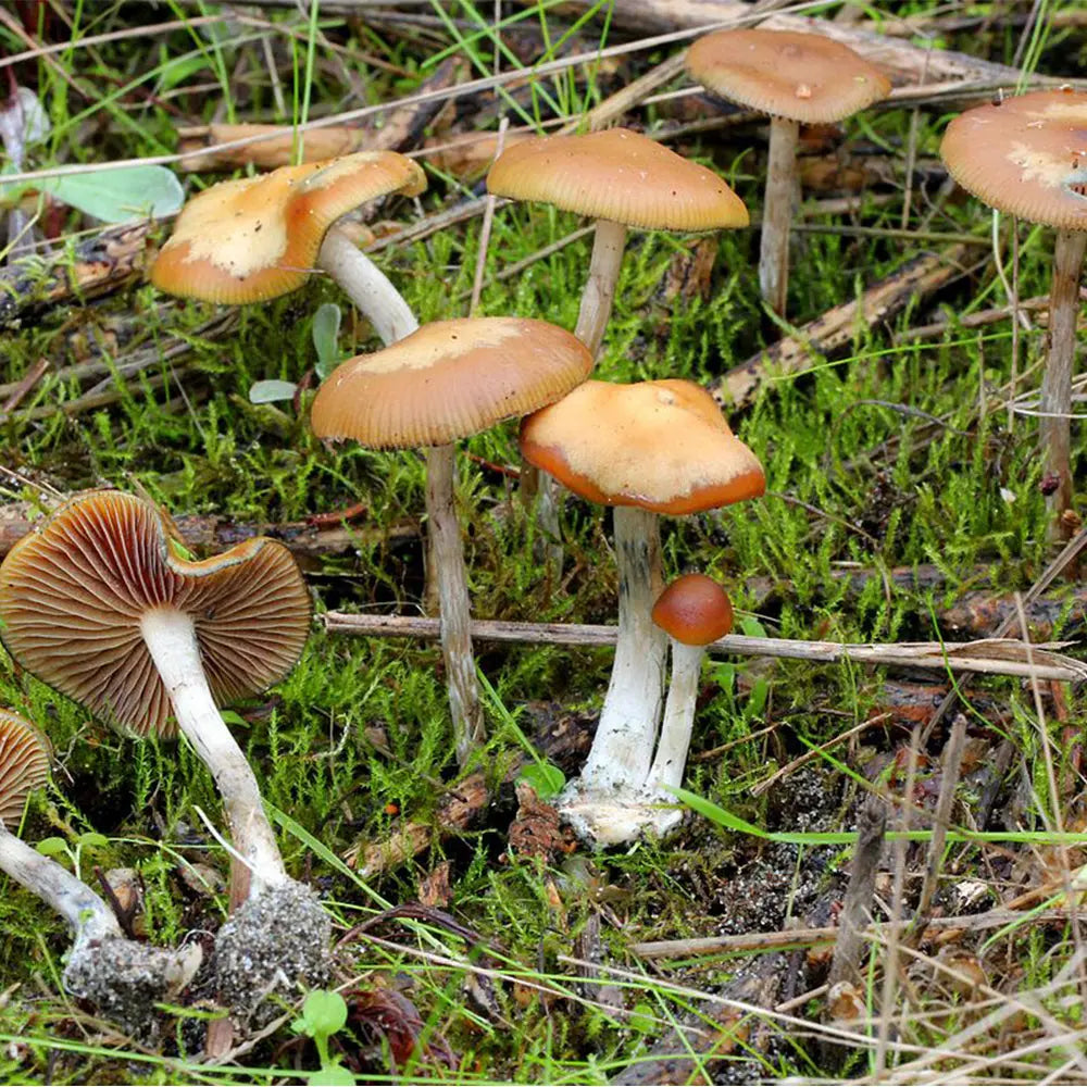 Psi Cyanescens Mushroom  Mycotopia