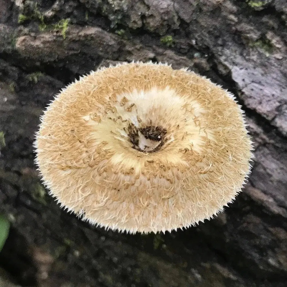 Fringed Sawgill Mushroom.  Mycotopia