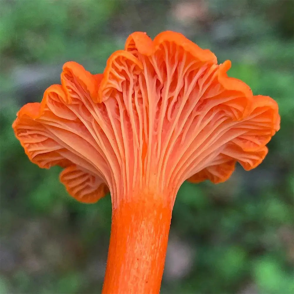 Red Chanterelle Mushroom  Mycotopia