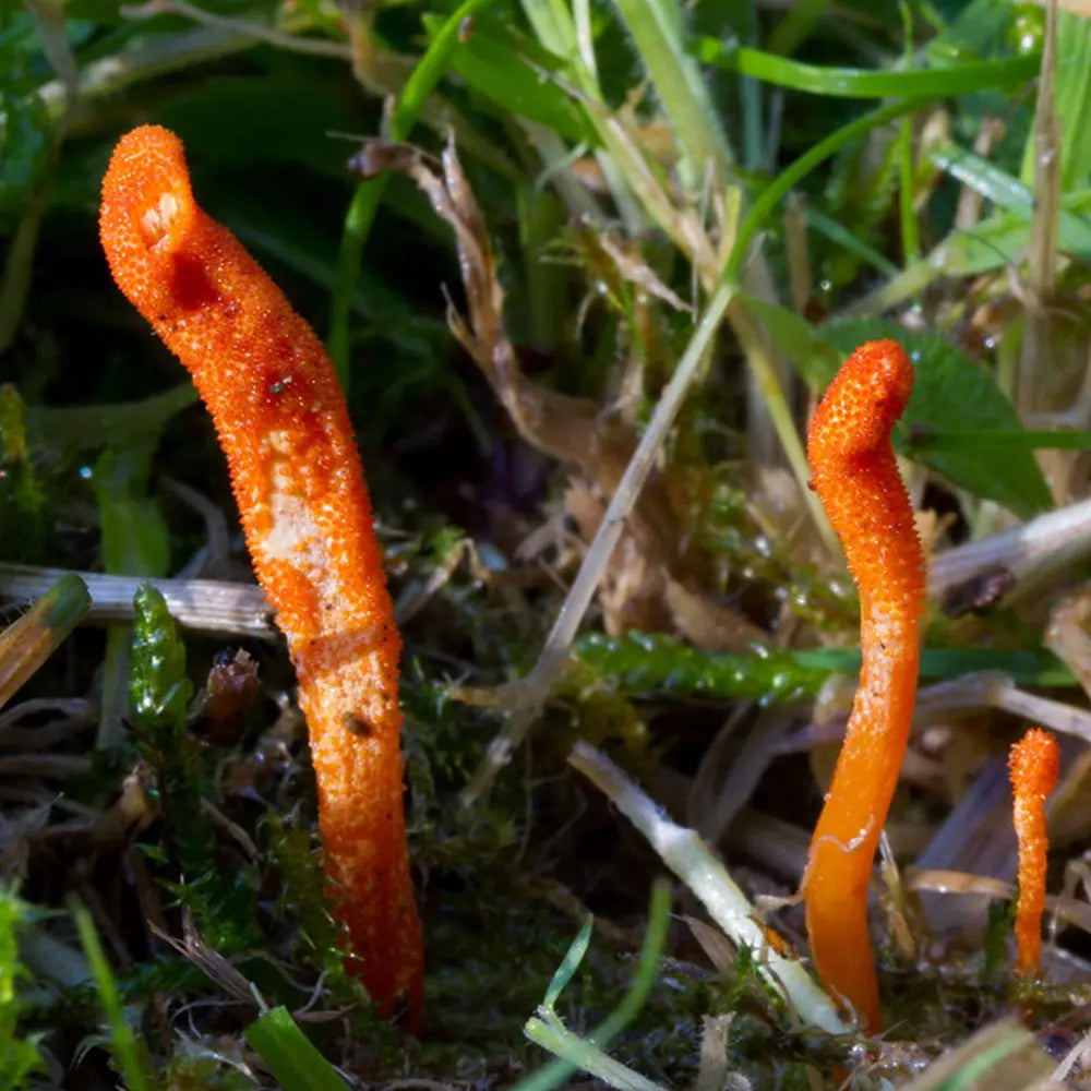 Scarlett Caterpillar Mushroom  Mycotopia