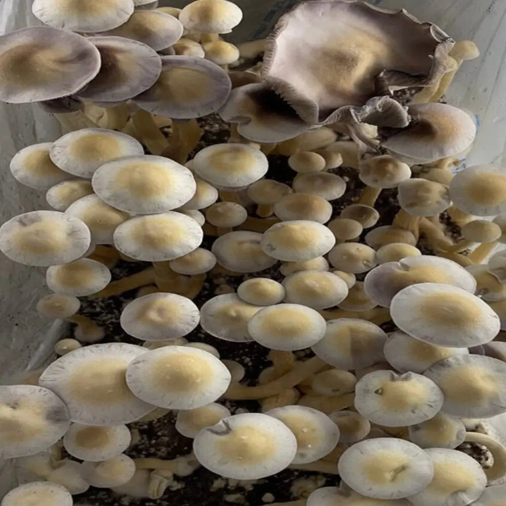 Psilocybe Fanaticus Leucistic Mushroom  Mycotopia