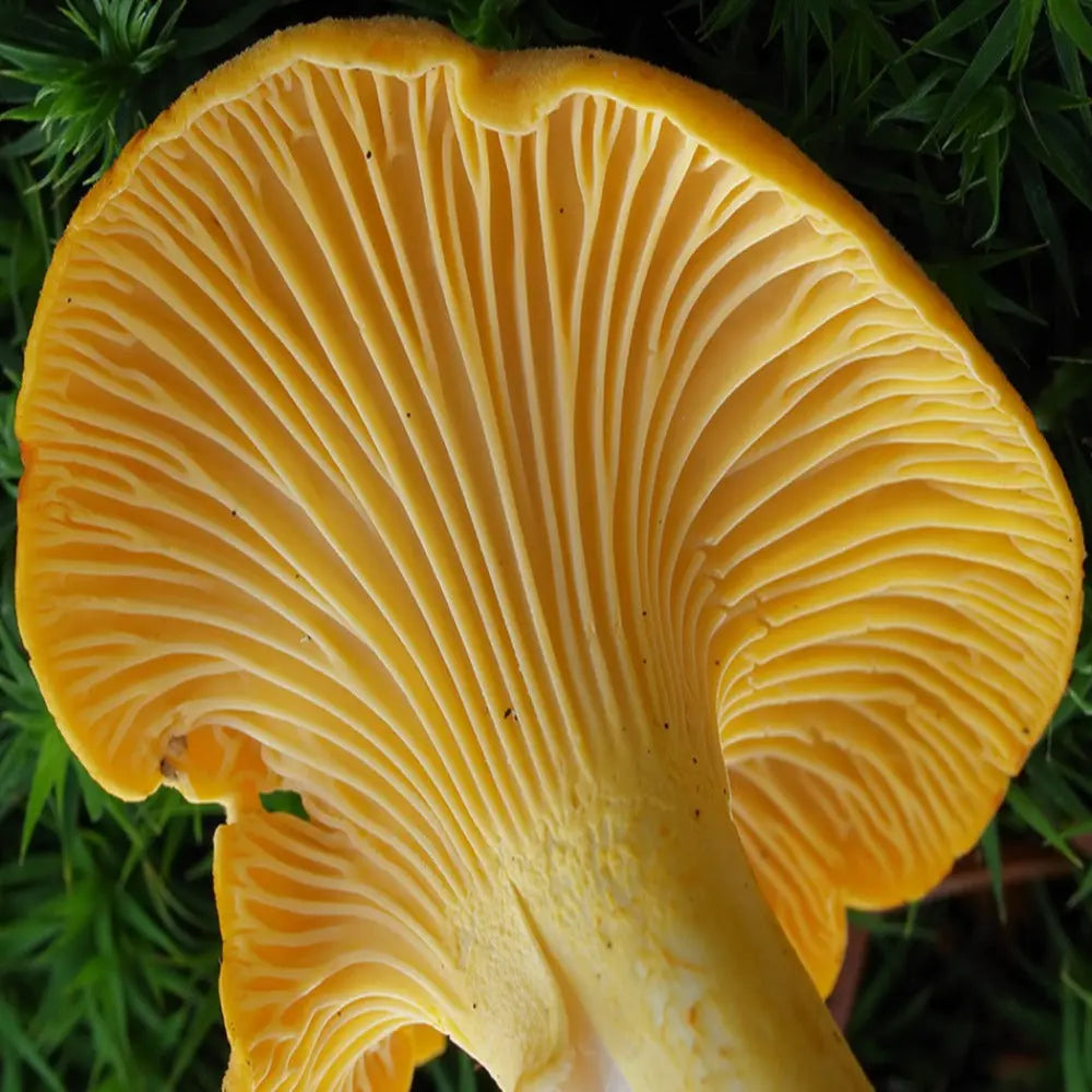 Golden Chanterelle Mushroom.  Mycotopia