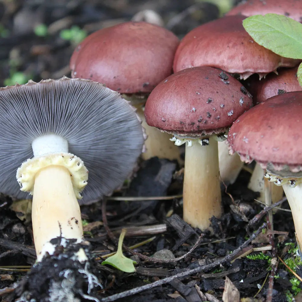 King Stropharia Mushroom  Mycotopia