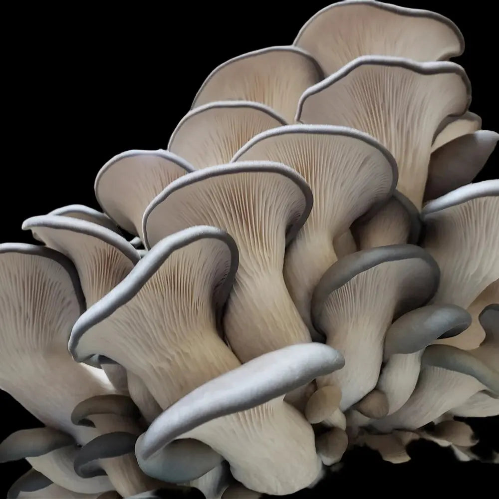 King Blue Oyster Mushroom.  Mycotopia