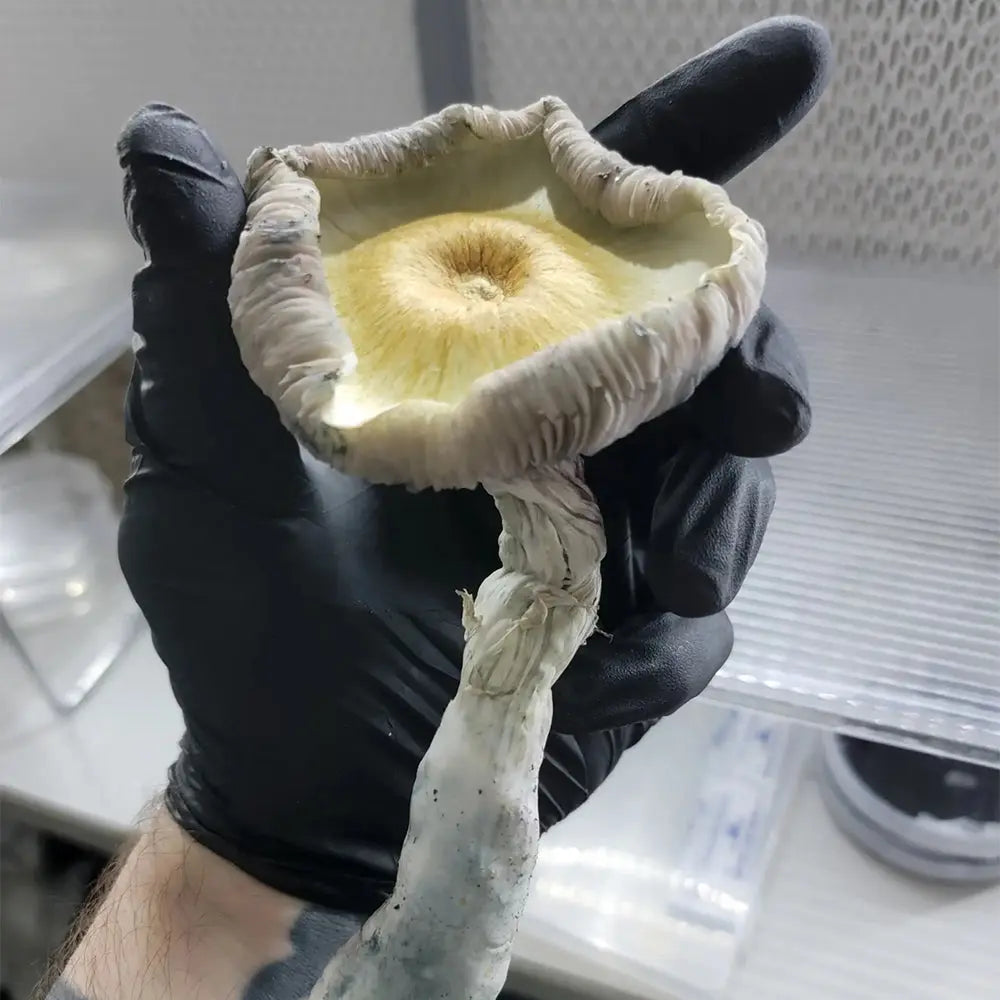 Poseidon's Finger Mushroom.  Mycotopia