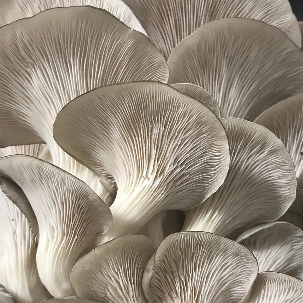 Grey Oyster Mushroom.  Mycotopia