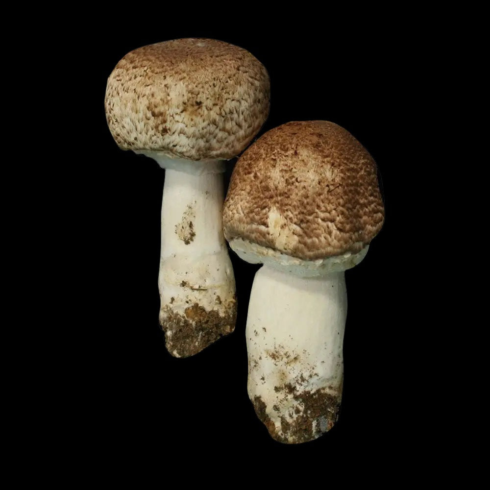 ABM Mushroom.  Mycotopia