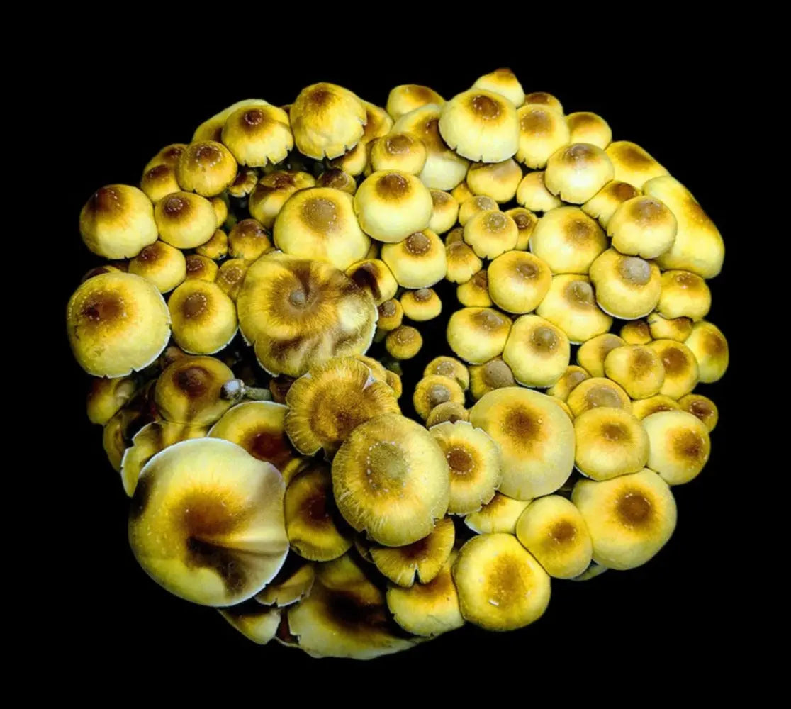 Omni Revert Mushroom.  Mycotopia