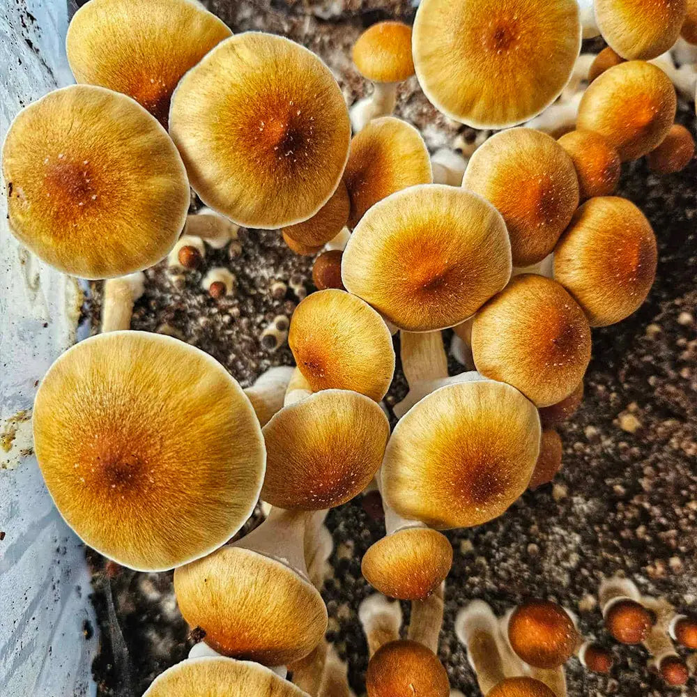 Acadian Coast Mushroom.  Mycotopia