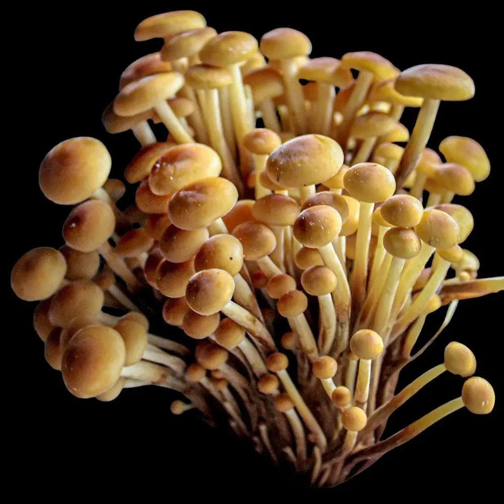 Enoki (golden) Mushroom.  Mycotopia