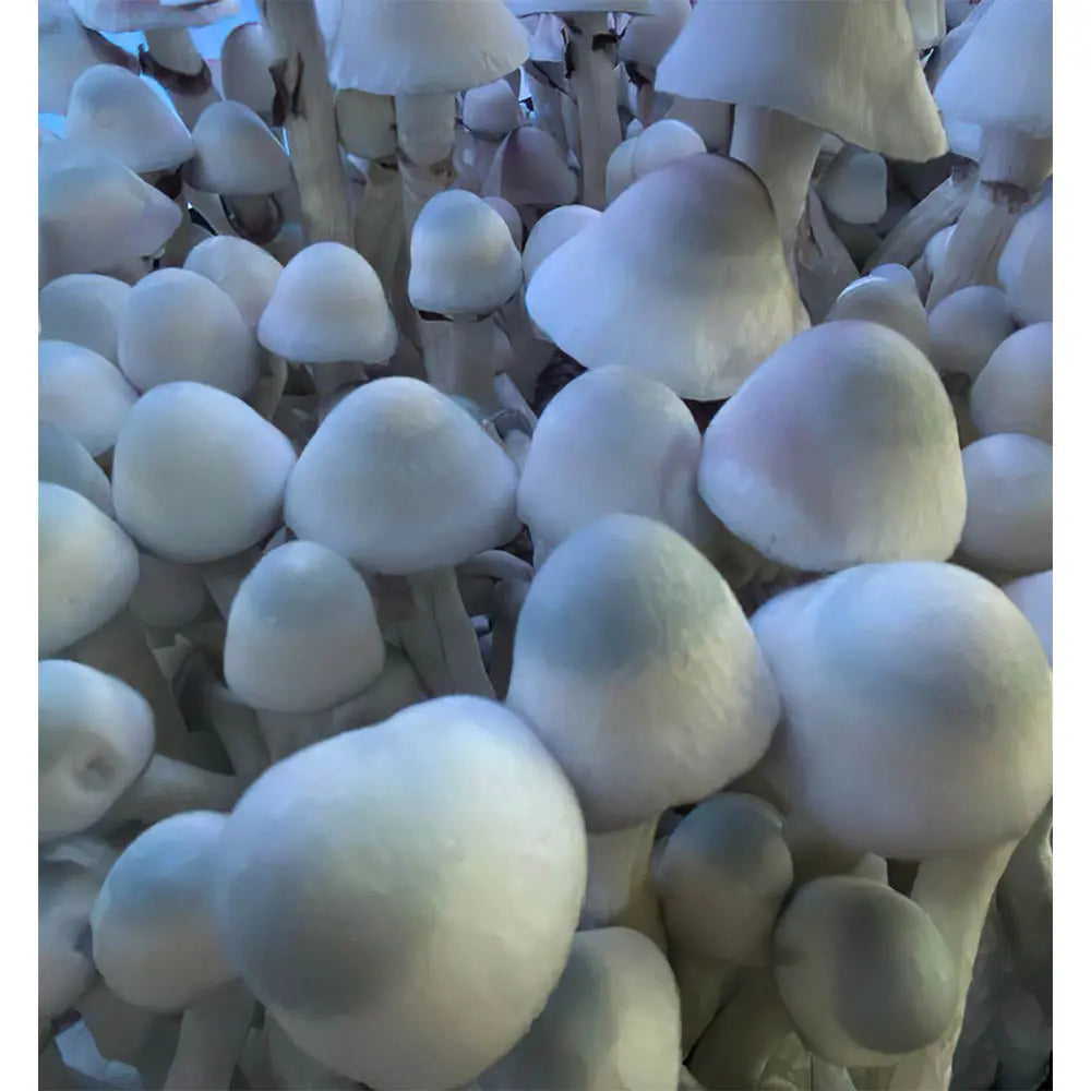 Leucistic P.E. Uncut Mushroom  Mycotopia