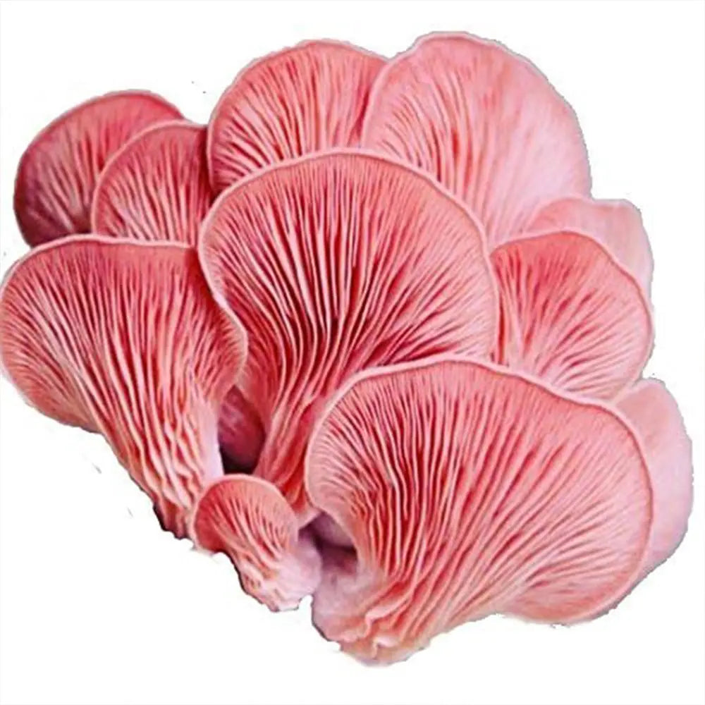 Pink Oyster Mushroom.  Mycotopia