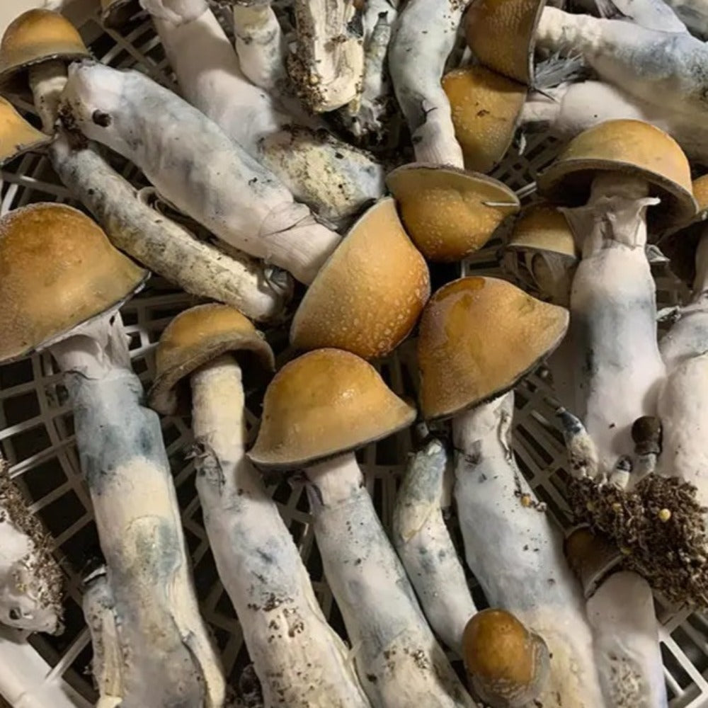 DC Mak Mushroom.  Mycotopia