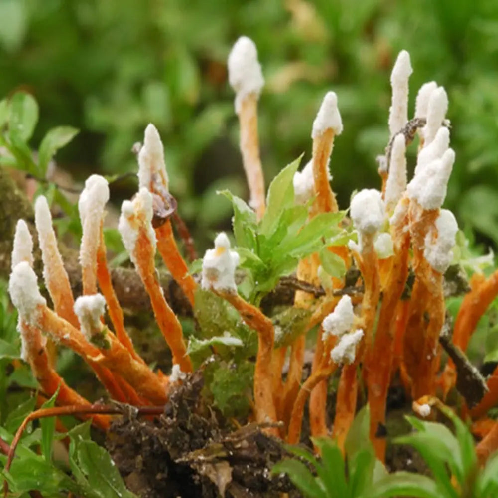 Cordyceps Farinosa Mushroom.  Mycotopia