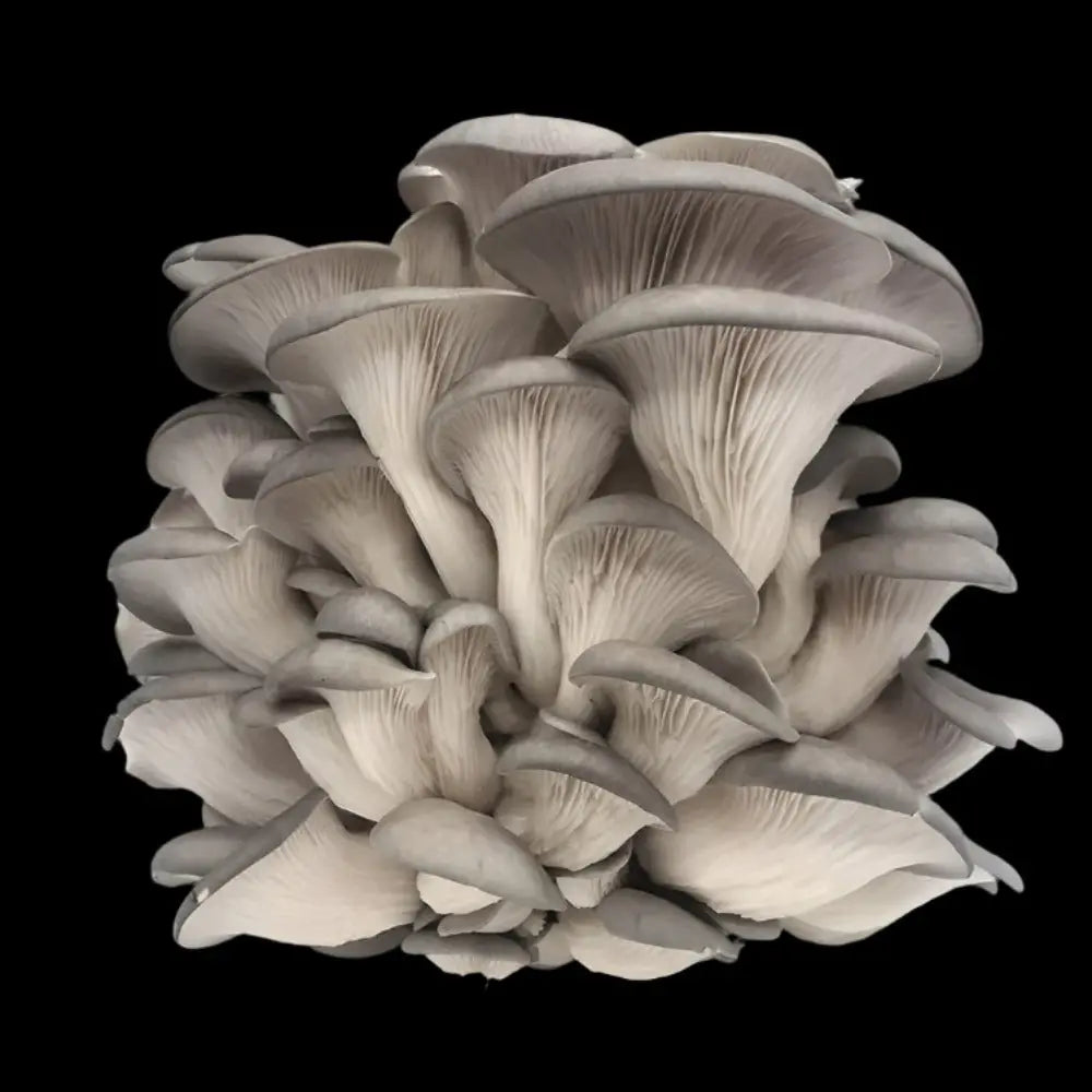 Grey Oyster Mushroom.  Mycotopia