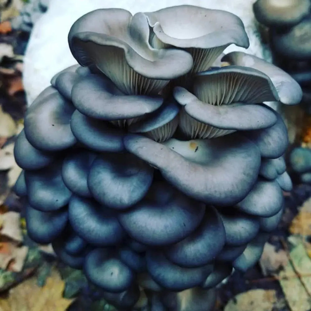 Blue Oyster Mushroom  Mycotopia