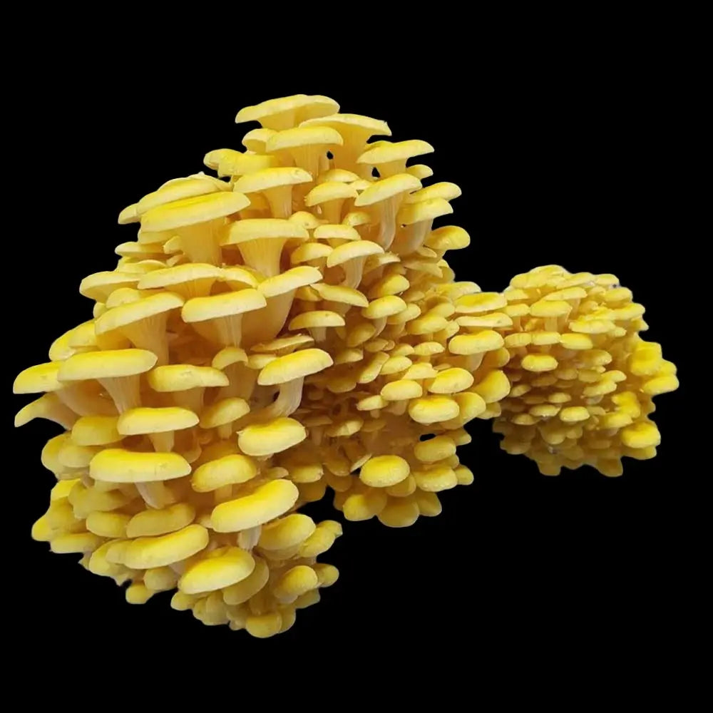 Golden Oyster Mushroom.  Mycotopia