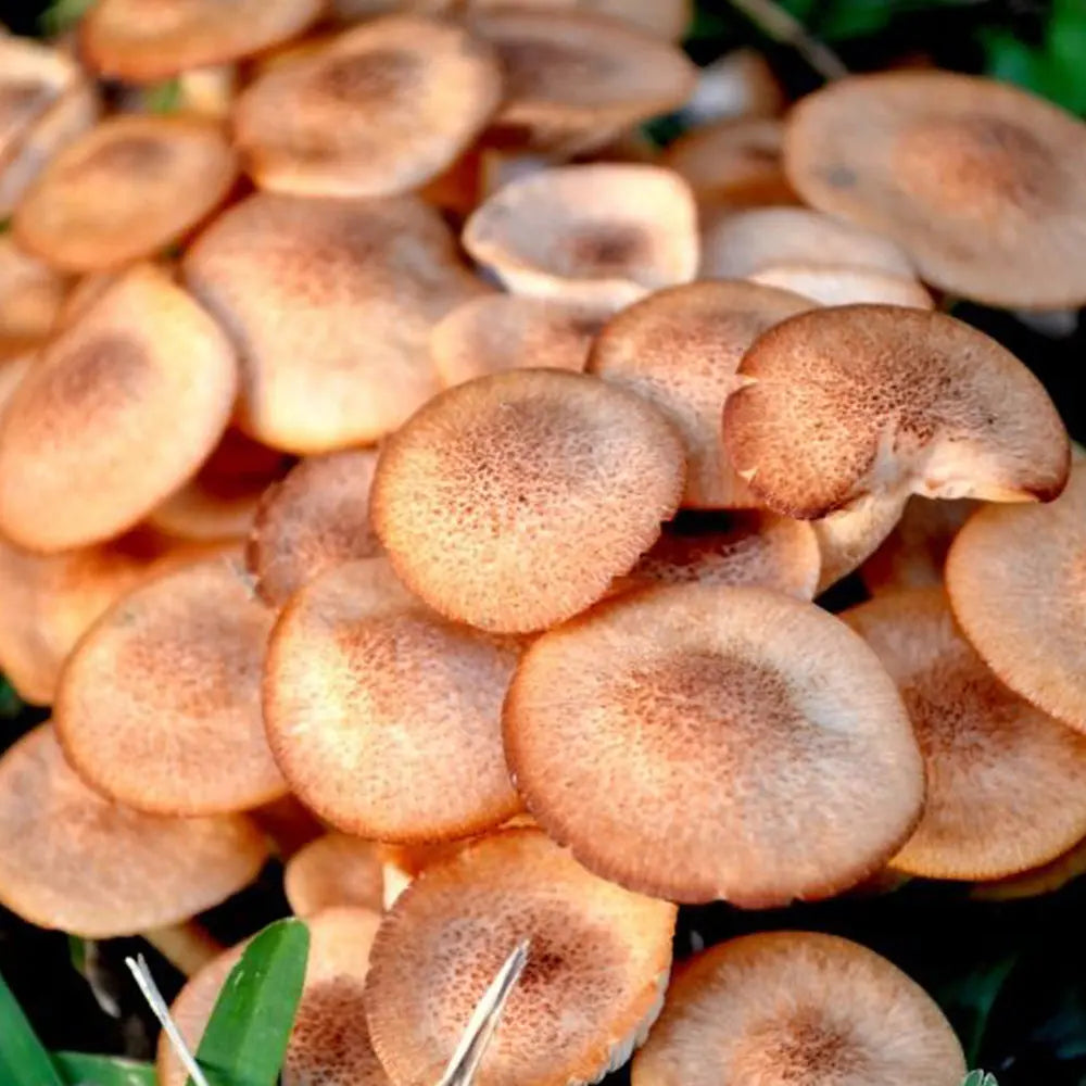 Wild Texas Mushroom  Mycotopia