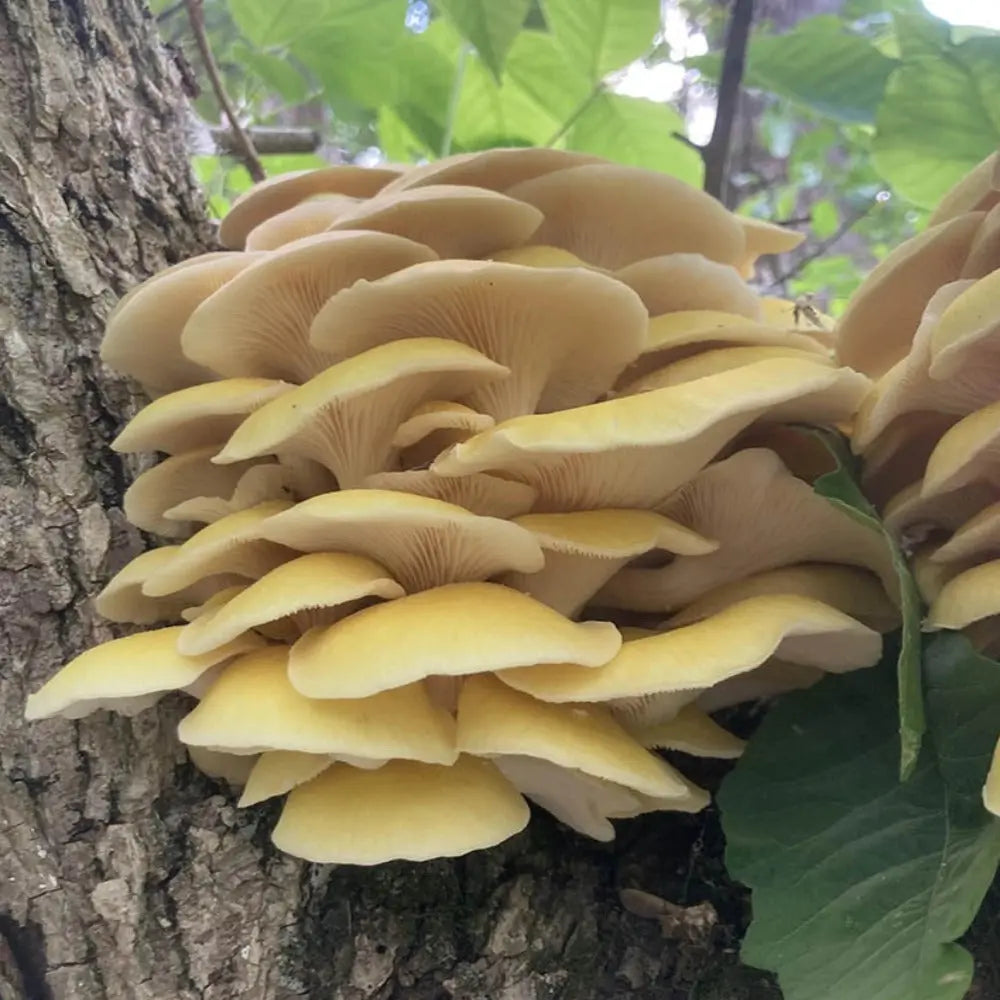 Golden Treasure Oyster Mushroom  Mycotopia