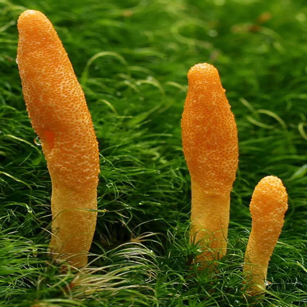 Cordyceps Militaris Mushroom  Mycotopia