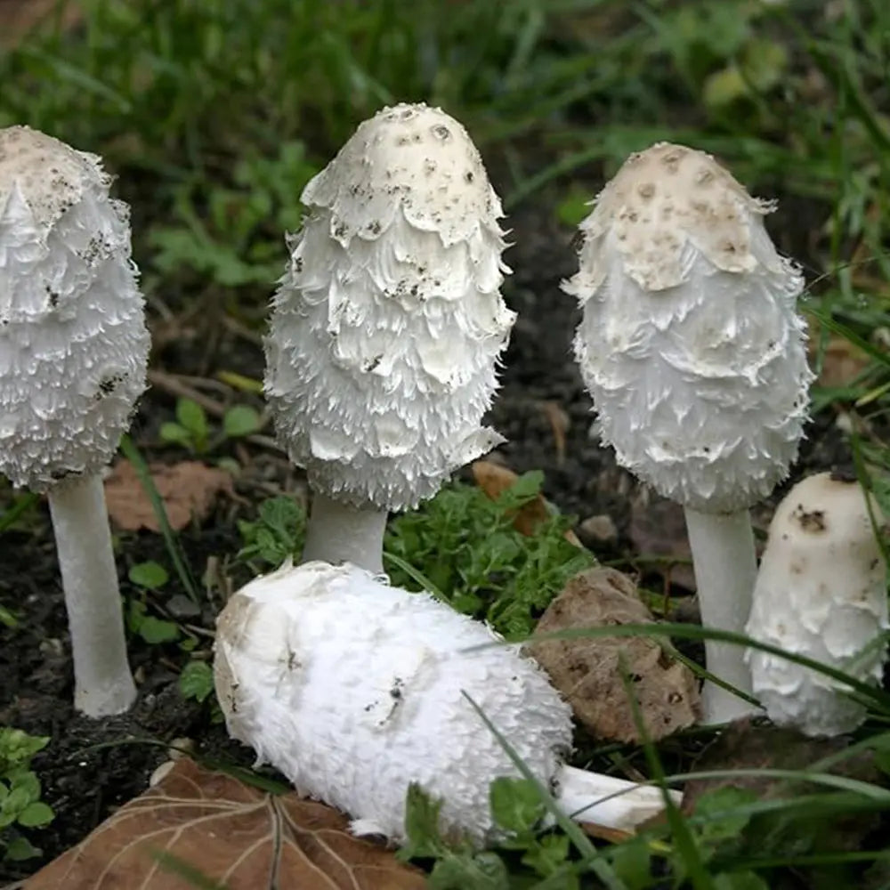 Shaggy Mane Mushroom  Mycotopia