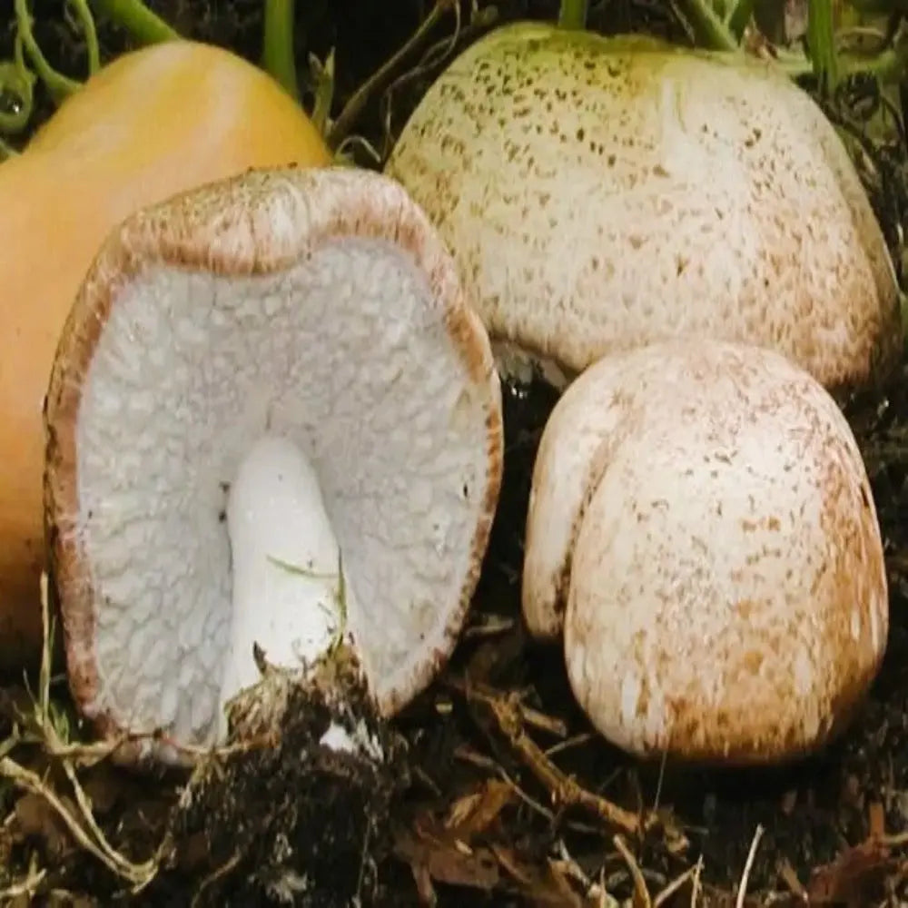 ABM Mushroom.  Mycotopia