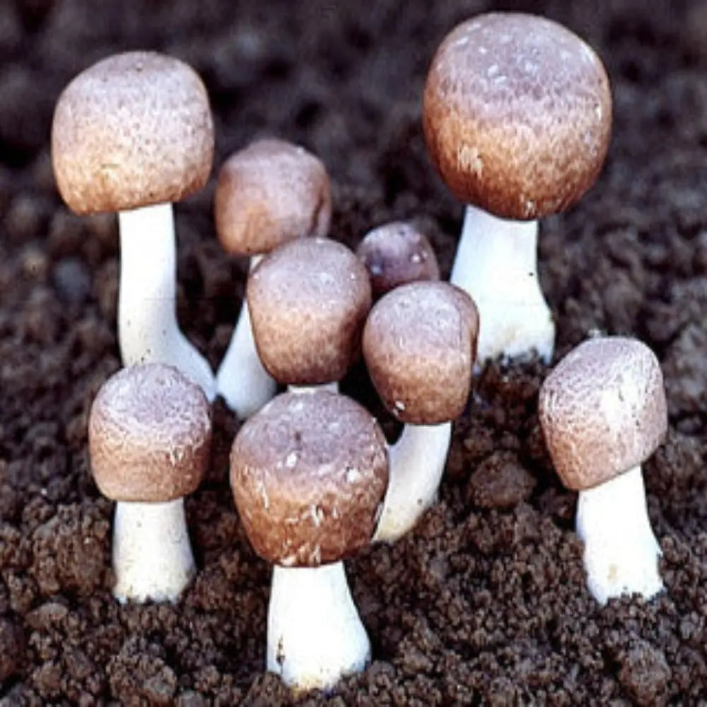 ABM Mushroom.  Mycotopia