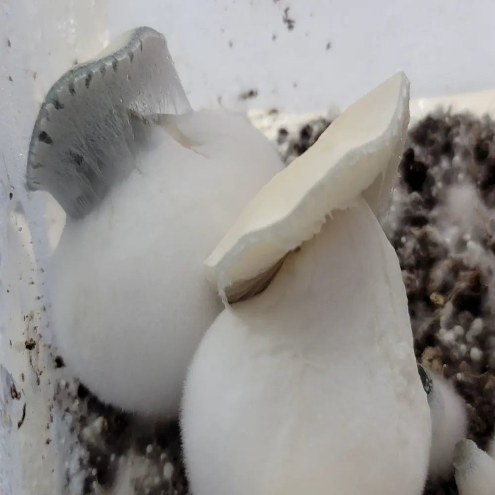 Albino Odisha Squats Mushroom.  Mycotopia