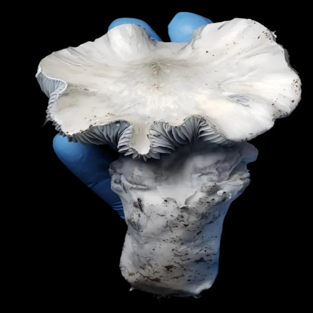 APE Texas Nexus.  Mycotopia