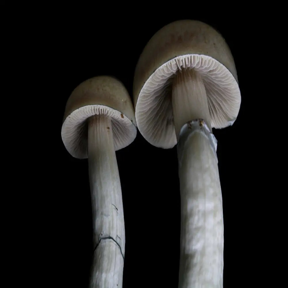 APE cross with P. Natalensis Mushroom.  Mycotopia