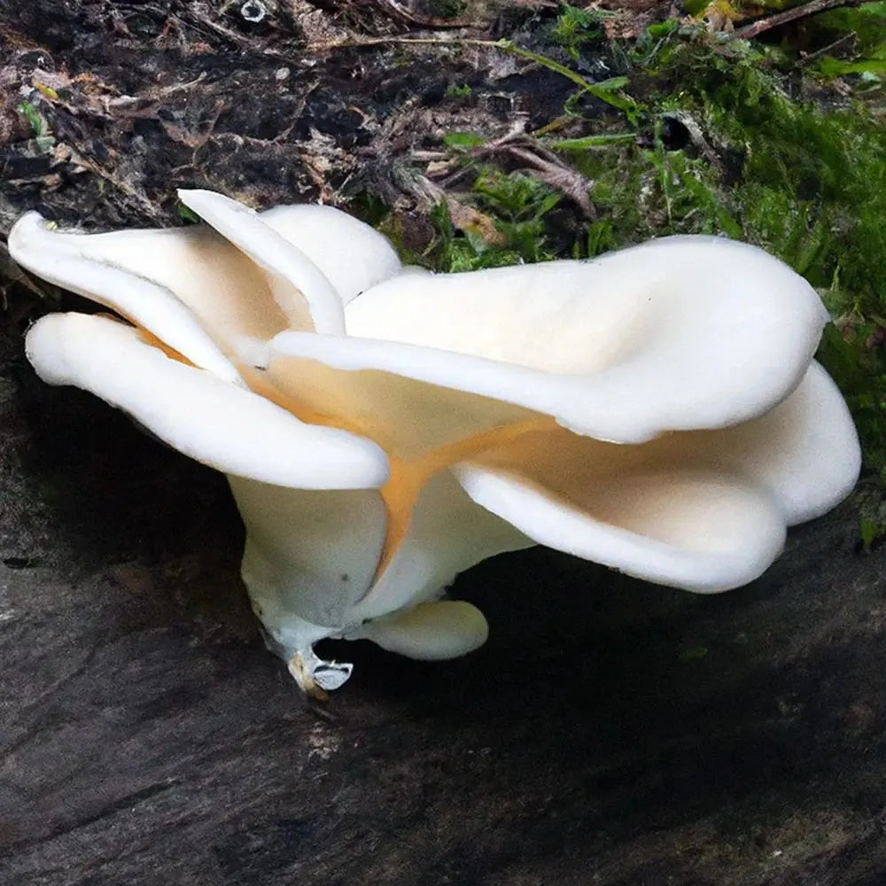 Abalone Mushroom.  Mycotopia