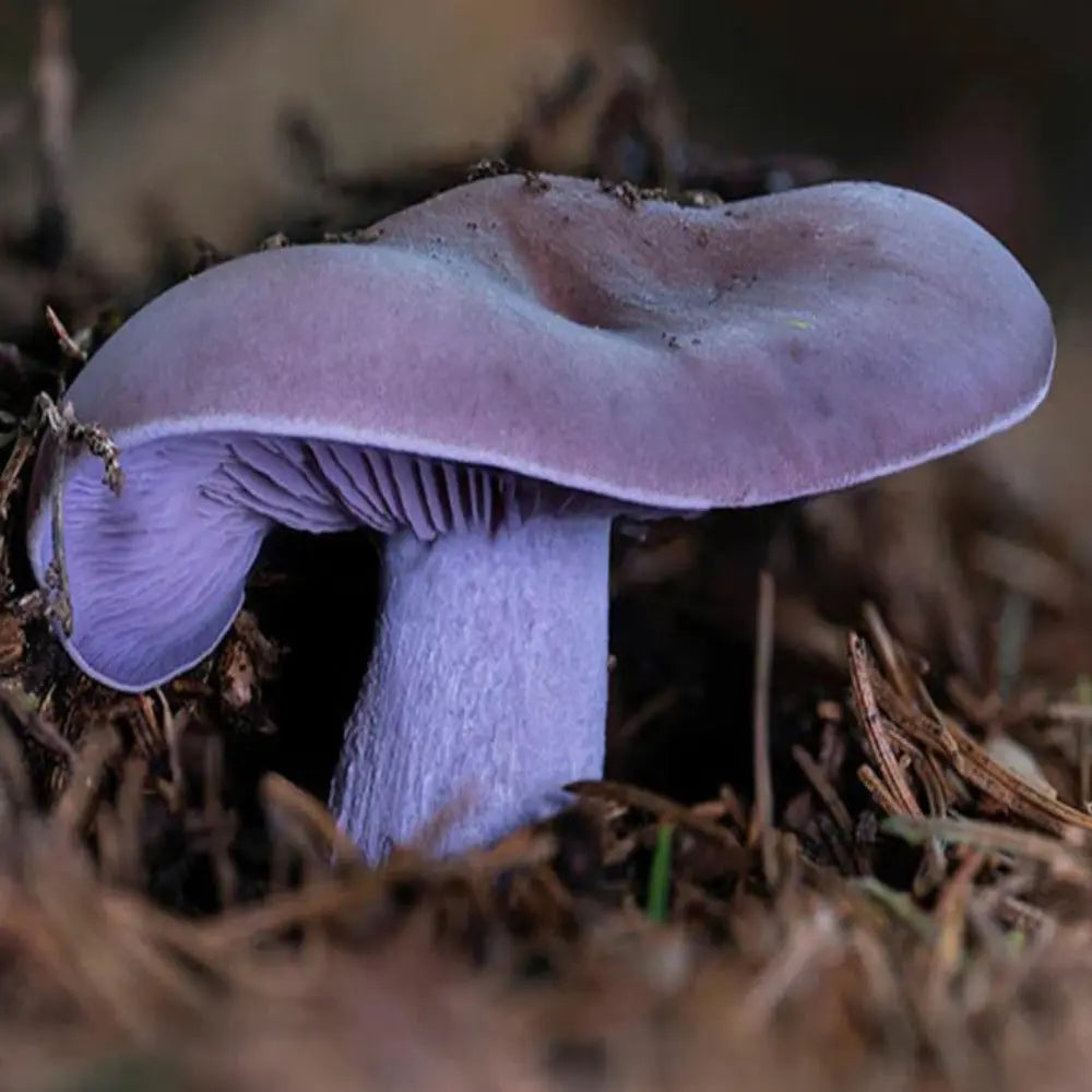 Blewit Mushroom  Mycotopia