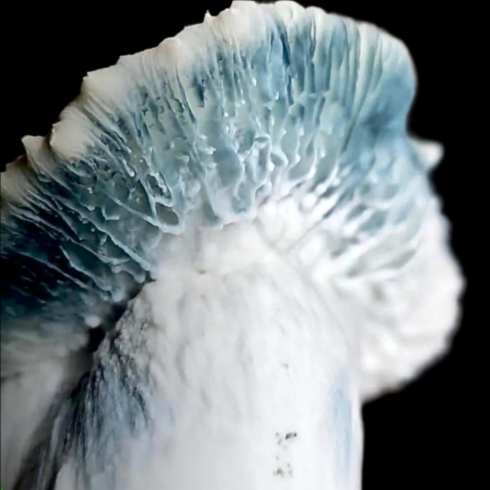 Albino Bluey Vitton Mushroom  Mycotopia