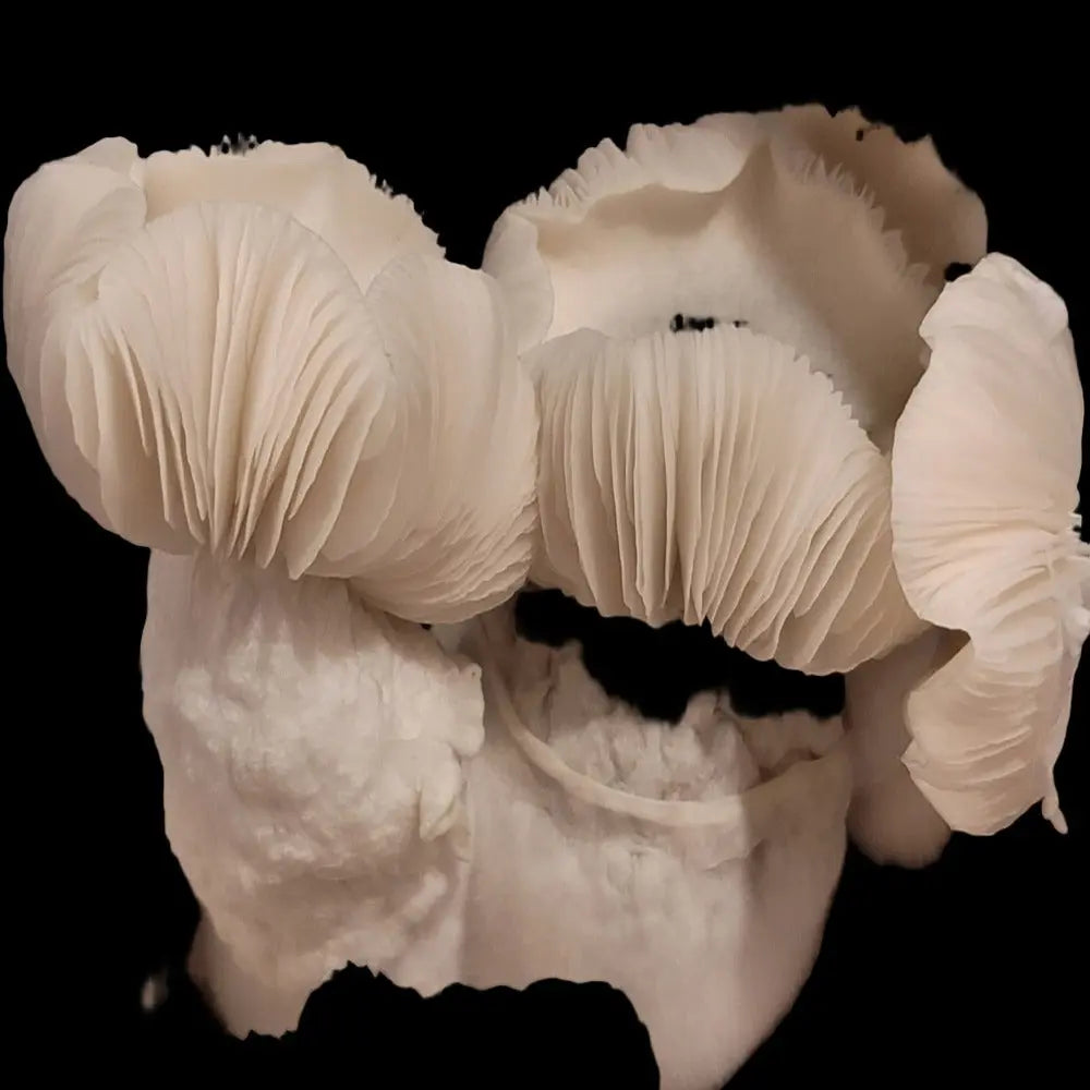 Albino Leng  Mycotopia