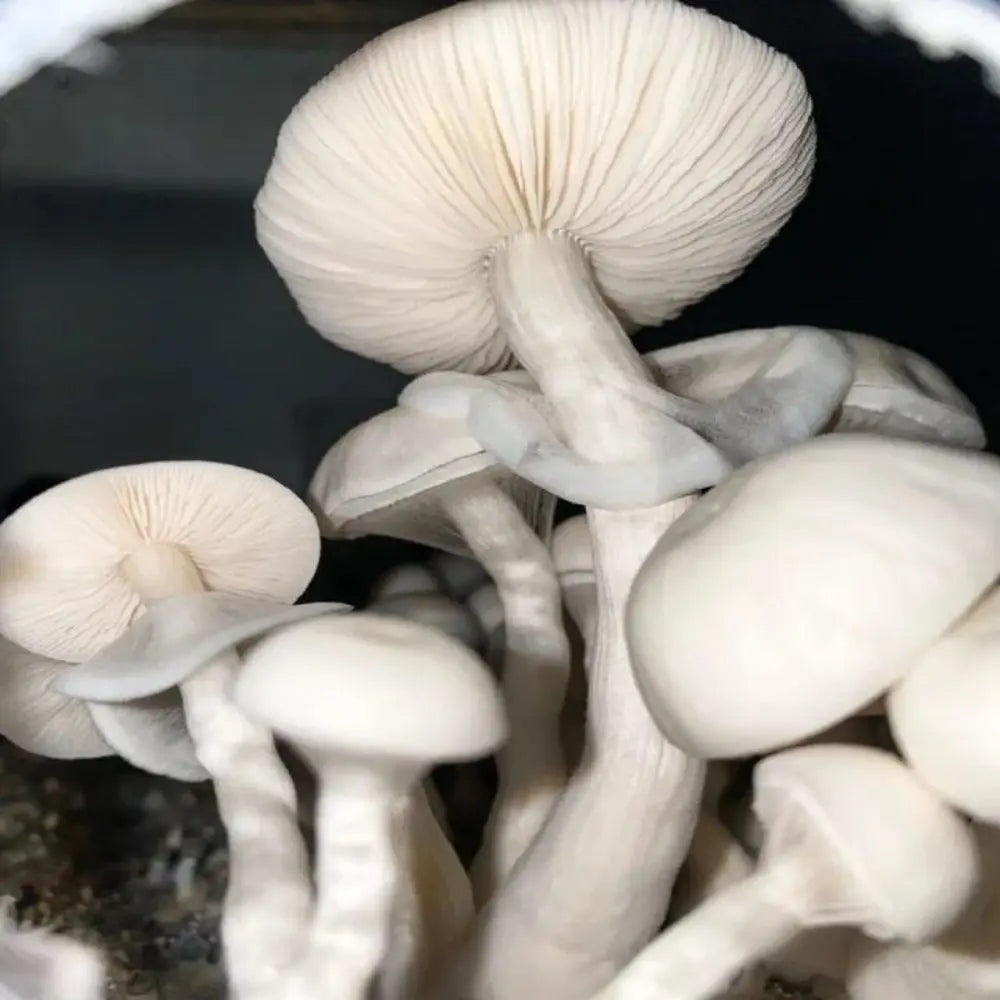 Albino Louisiana Mushroom.  Mycotopia