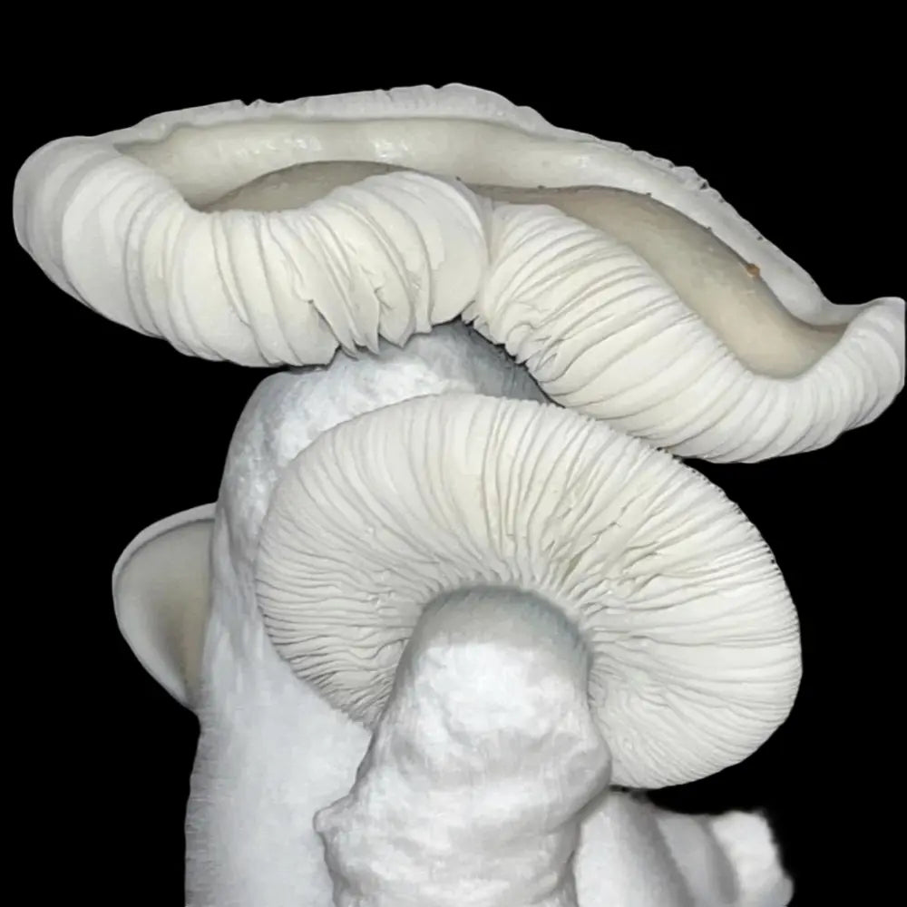 Albino Makilla Gorilla.  Mycotopia