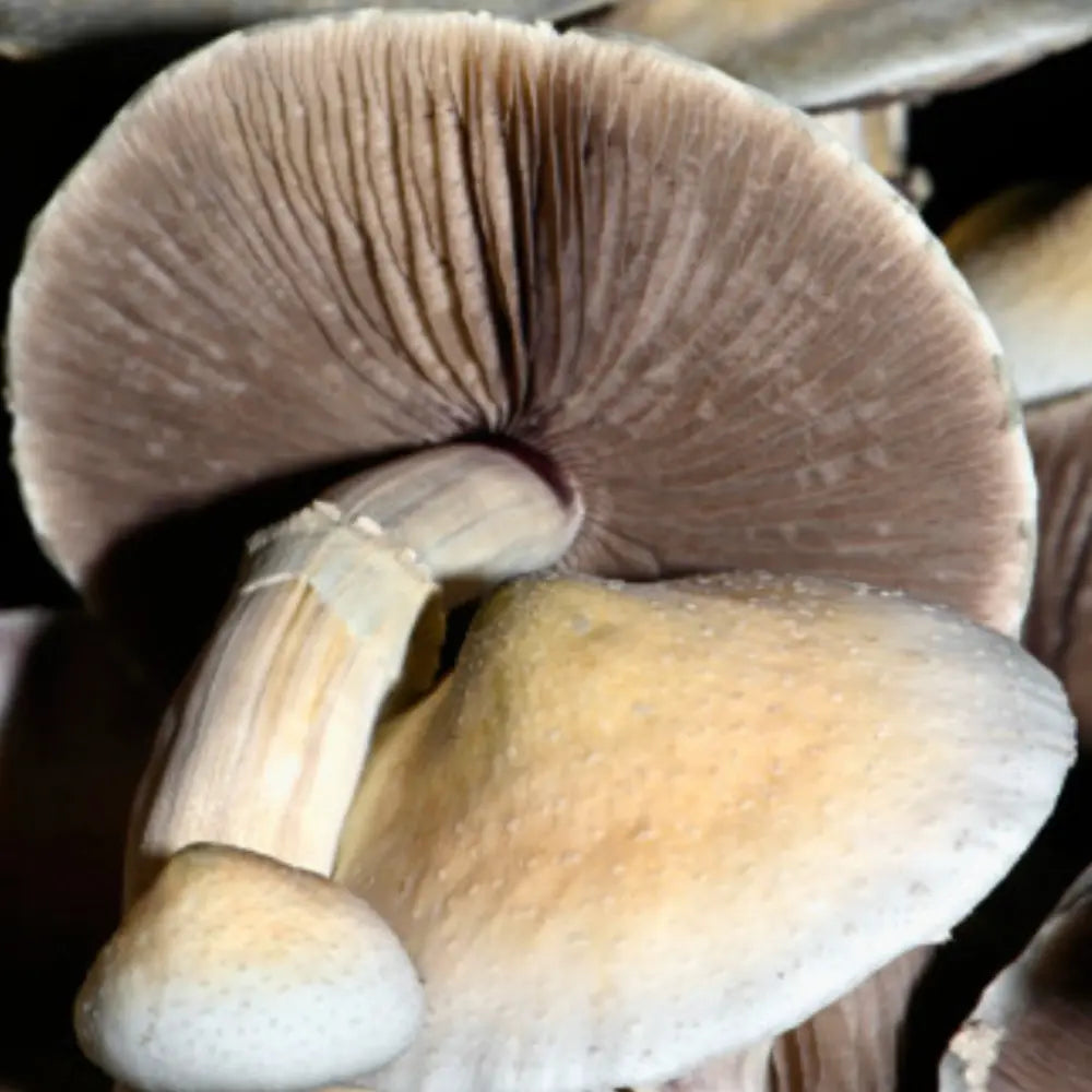 ApeR Mushroom.  Mycotopia