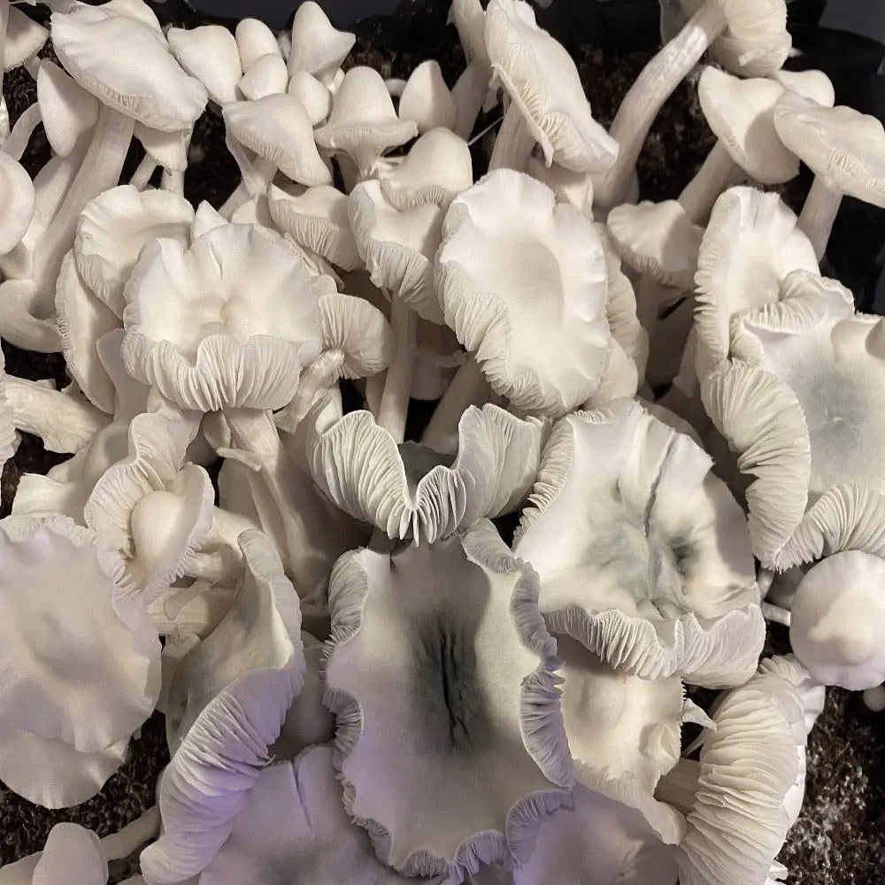 Albino Roller Coaster Mushroom  Mycotopia