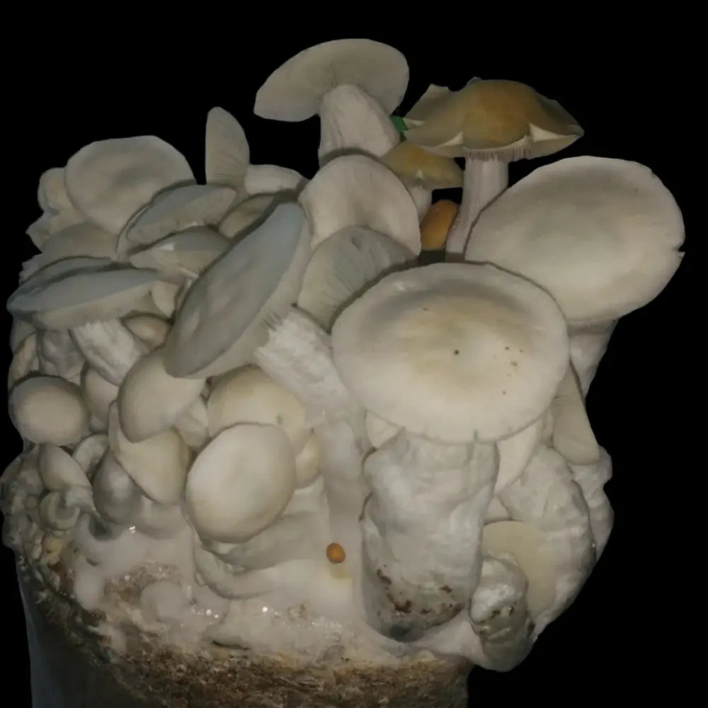 Albino Trinity Mushroom.  Mycotopia